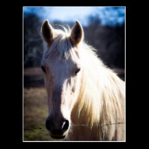 White Horse Postcard postcards