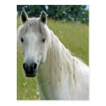 White Horse Postcards