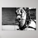 White Horse Posters