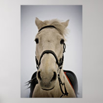 White Horse Print