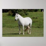 White Horse Poster