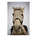 White Horse posters by vladstudio White Horse posters