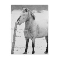 White Horse Winter postcards