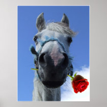 White horse with red rose between lips humerous poster