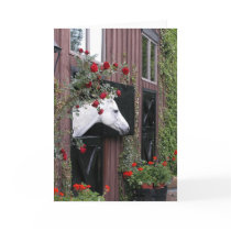 White Horse with Roses cards