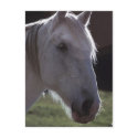 White Horsehead postcards by HorseLoversGifts White Horsehead postcards