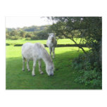 White Horses Grazing Postcard