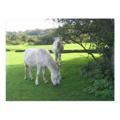 White Horses Grazing Postcard