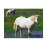 WHITE HORSES