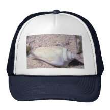 White hump-back conch (Strombus gibberculus albus) Hat