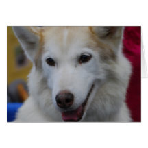 White Husky Greeting Cards