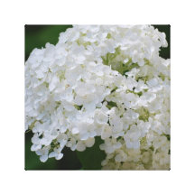 White Hydrangea Canvas Print