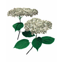 White Hydrangea Clusters Ladies t-shirts by SusanSavad White Hydrangea Clusters Ladies t-shirts