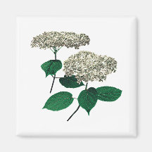 White Hydrangea Clusters Magnet