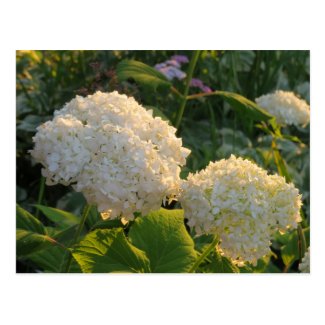 White Hydrangea flowers postcard