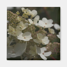 White Hydrangea Magnets