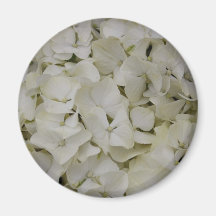 White Hydrangea Magnets