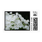 white hydrangea stamp