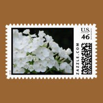 white hydrangea postage