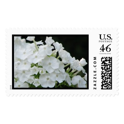 white hydrangea postage