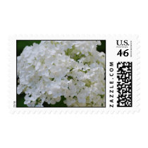 White Hydrangea Postage Stamp stamps