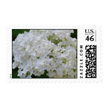 White Hydrangea Postage Stamp