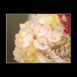 White Hydrangea Postcard postcards