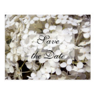 White Hydrangea Save the Date Announcement Postcards