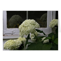 White Hydrangeas Card