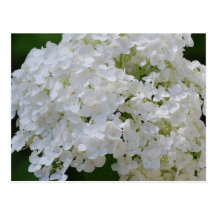 White Hydrangeas Postcard