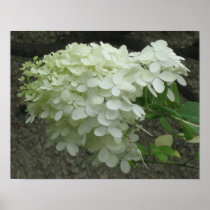 White Hydrangeas Poster Print posters