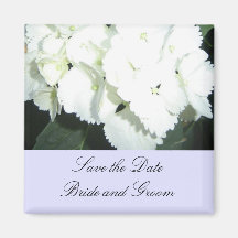 White Hydrangeas with Soft Blue Border Magnets
