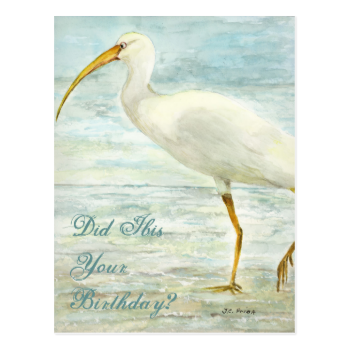 White Ibis Beach Postcard Did Ibis Your Birthday?