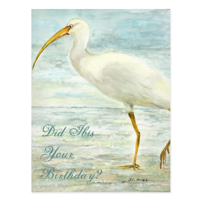 White Ibis Beach Postcard Did Ibis Your Birthday?