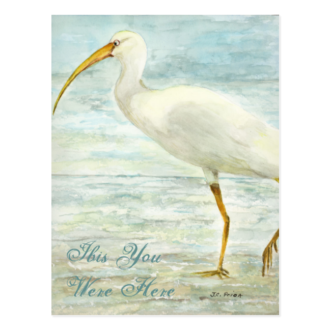 White Ibis Beach Postcard 