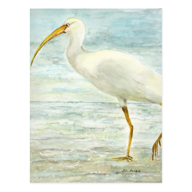 White Ibis Bird on Shore Postcard