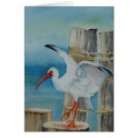 White Ibis by Peggy Allen Greeting Card