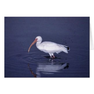 White Ibis card