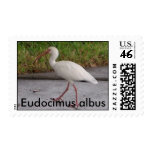 White Ibis Eudocimus albus wildlife postage stamp