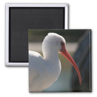 White ibis head picture , orange beak bird magnet