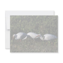 White Ibis invitations by animalpark White Ibis invitations