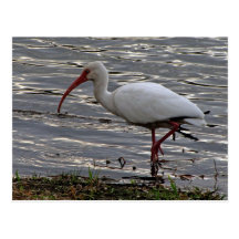 White Ibis Postcards