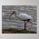 White Ibis Poster