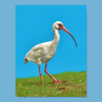 White Ibis Print posters