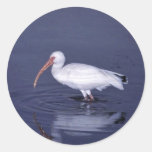 White Ibis Round Sticker