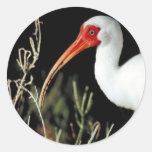 White ibis round stickers
