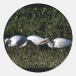 White Ibis Stickers