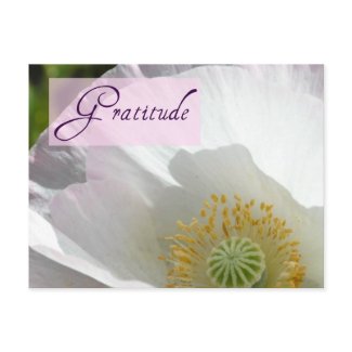 White Iceland Poppy Gratitude Post Card postcard