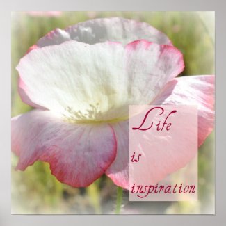 White Iceland Poppy- Life is Inspiration Poster print