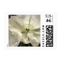 White Iceland Poppy Small Postage Stamp by naturalilly White Iceland Poppy Small Postage Stamp